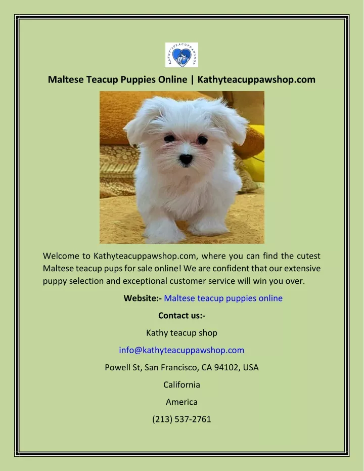 maltese teacup puppies online kathyteacuppawshop