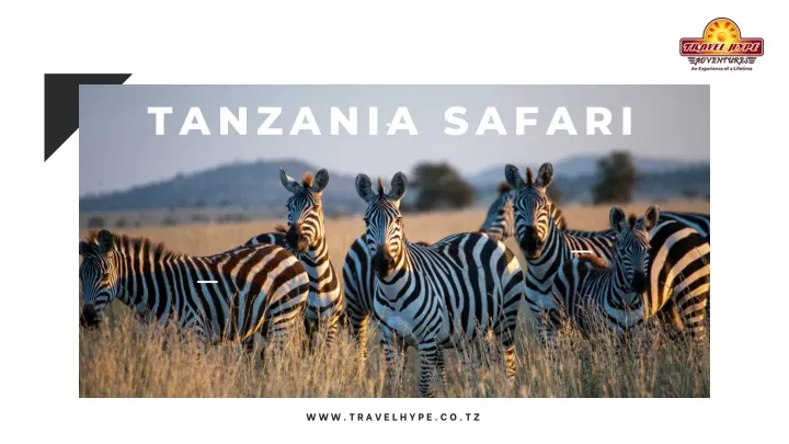 tanzania safari