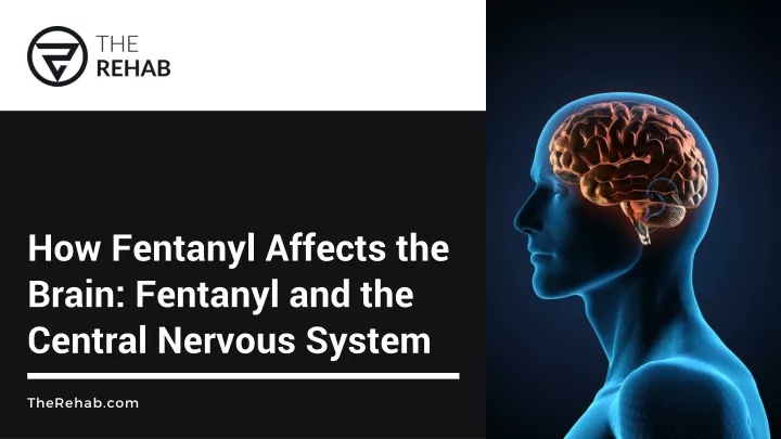 how fentanyl affects the brain fentanyl
