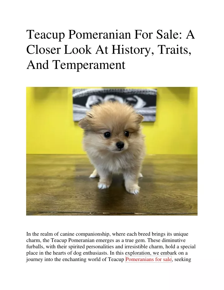 teacup pomeranian for sale a closer look