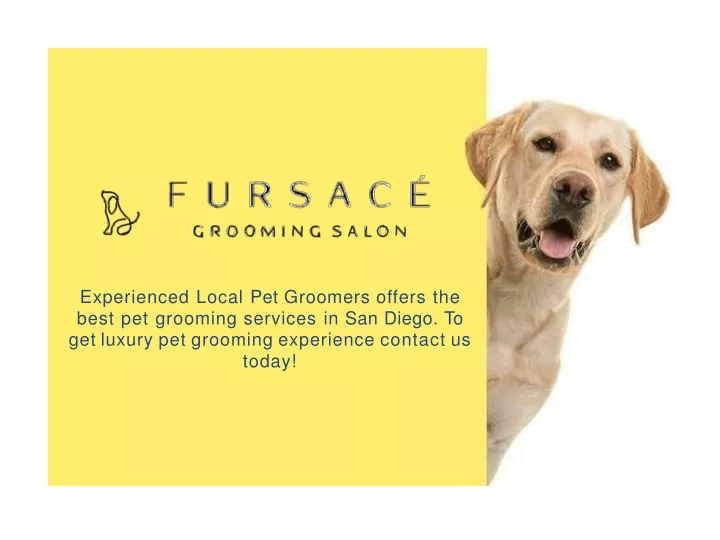 experienced local pet groomers offers the best