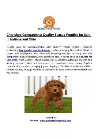 Cherished Companions: Quality Teacup Poodles for Sale in Indiana and Ohio