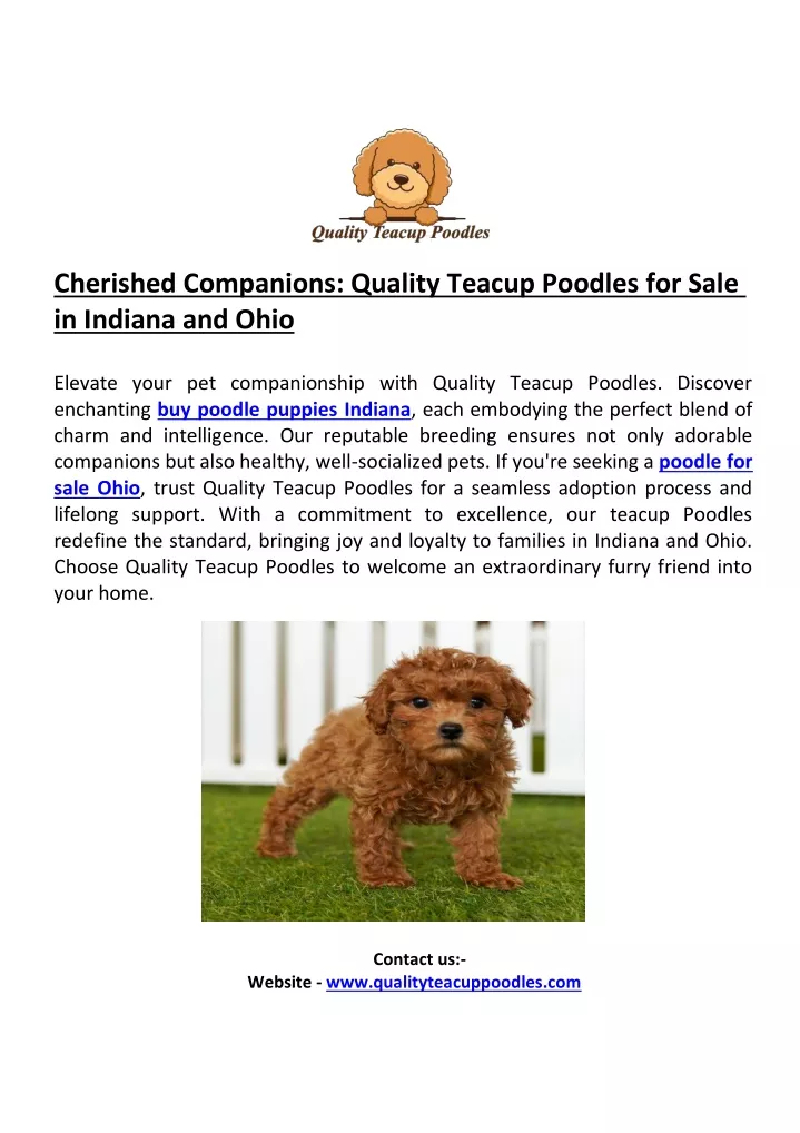 cherished companions quality teacup poodles