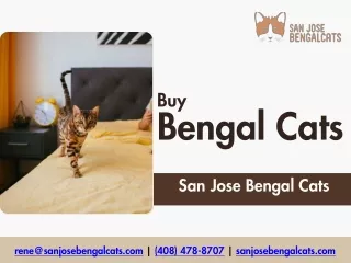 Buy Bengal Cats - San Jose Bengal Cats