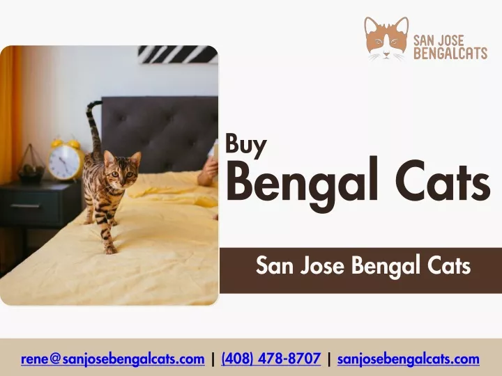 buy bengal cats
