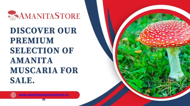 discover our premium selection of amanita