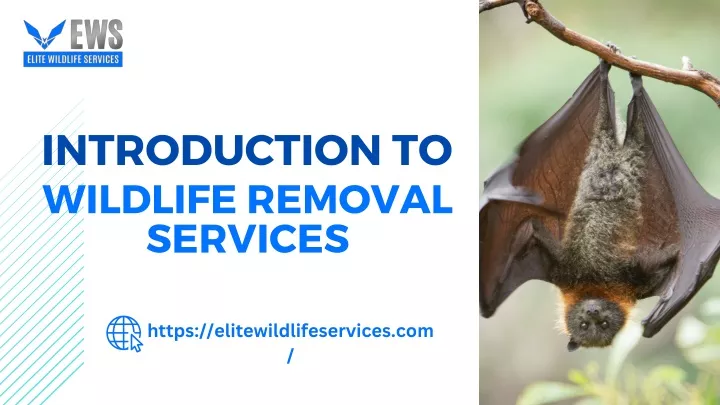 https elitewildlifeservices com