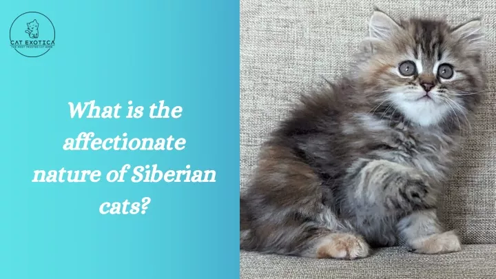 what is the affectionate nature of siberian cats