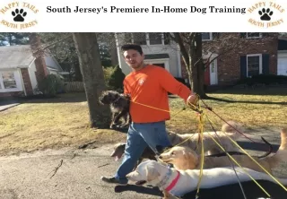 South Jersey's Premiere In-Home Dog Training
