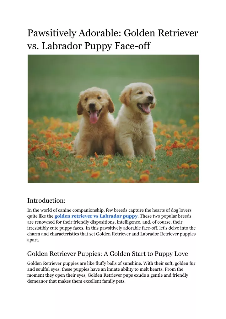 pawsitively adorable golden retriever vs labrador