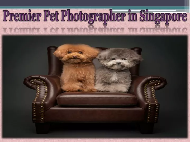 premier pet photographer in singapore