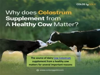 Why does dairy colostrum supplement from a healthy cow matter