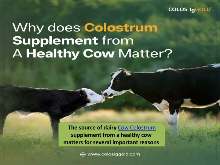 why does dairy colostrum supplement from a healthy cow matter