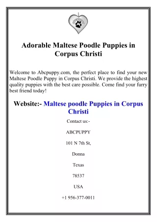 Adorable Maltese Poodle Puppies in Corpus Christi