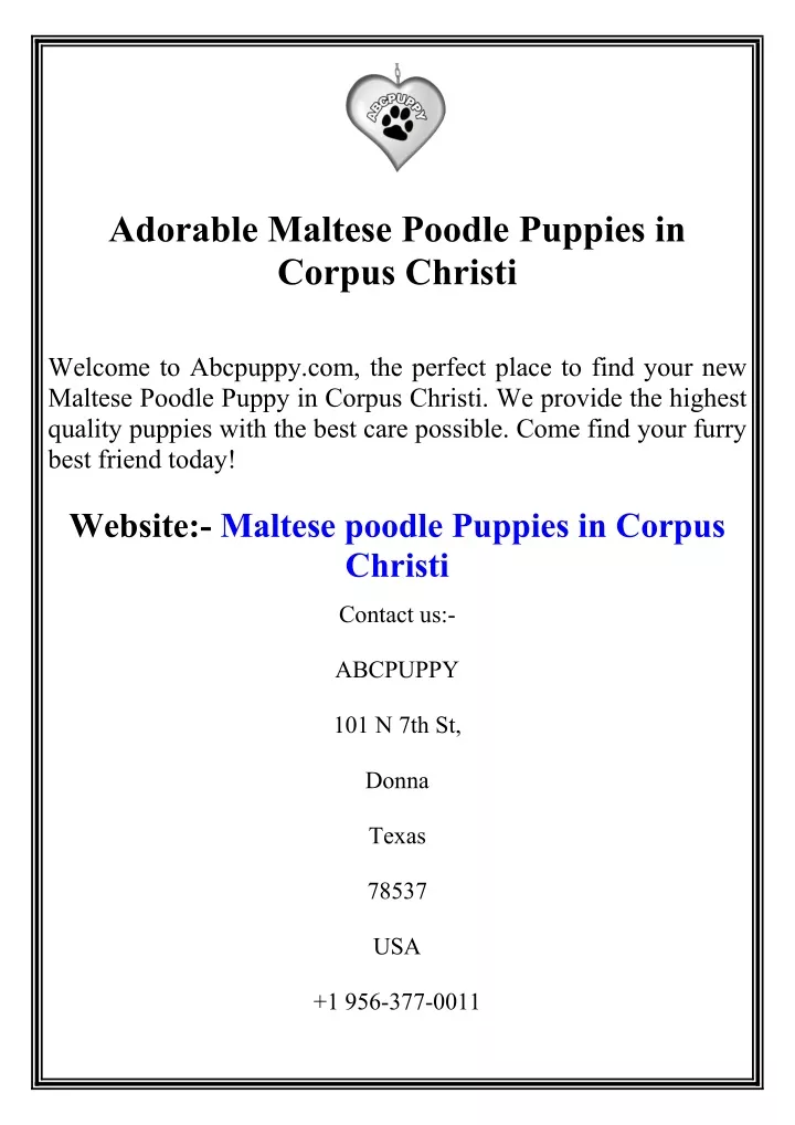 adorable maltese poodle puppies in corpus christi