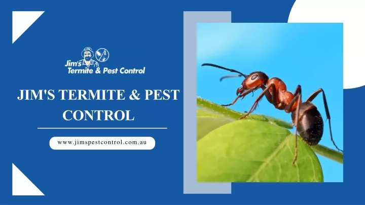 jim s termite pest control