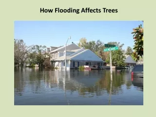 How Flooding Affects Trees