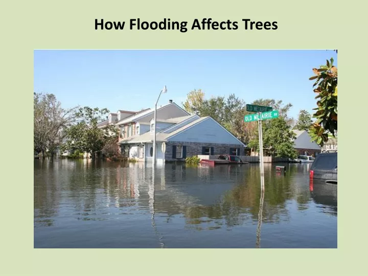 how flooding affects trees
