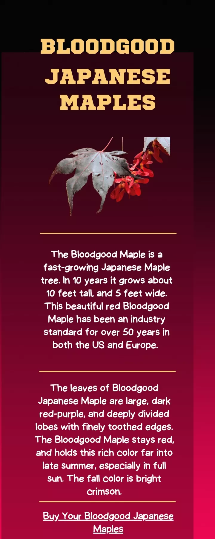 bloodgood japanese maples