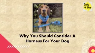 Why You Should Consider A Harness For Your Dog