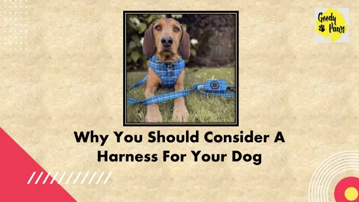 why you should consider a harness for your dog