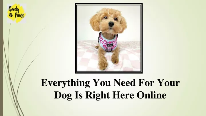 everything you need for your dog is right here