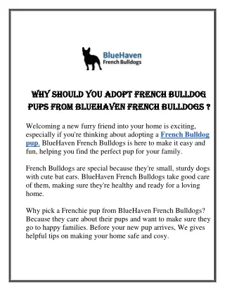 Why Should You Adopt French Bulldog Pups From BlueHaven French Bulldogs