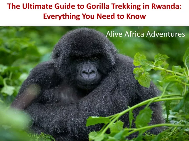 the ultimate guide to gorilla trekking in rwanda