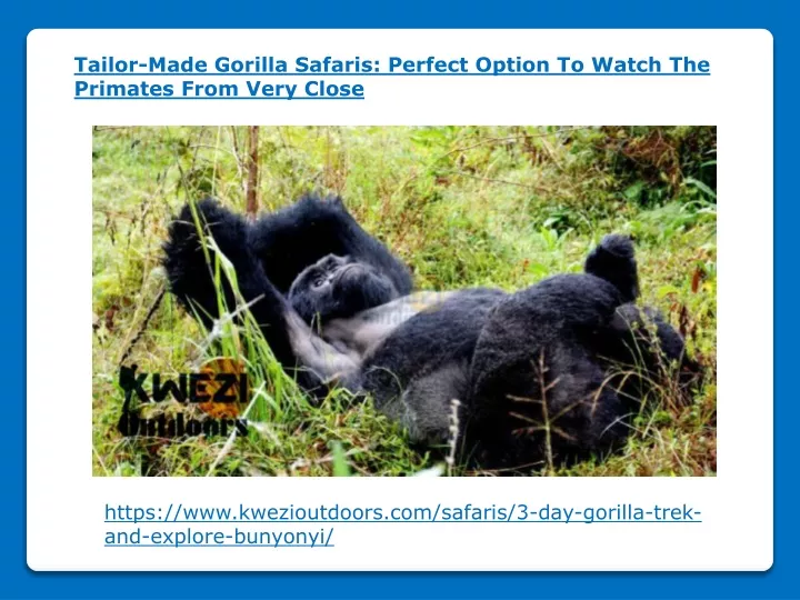 tailor made gorilla safaris perfect option