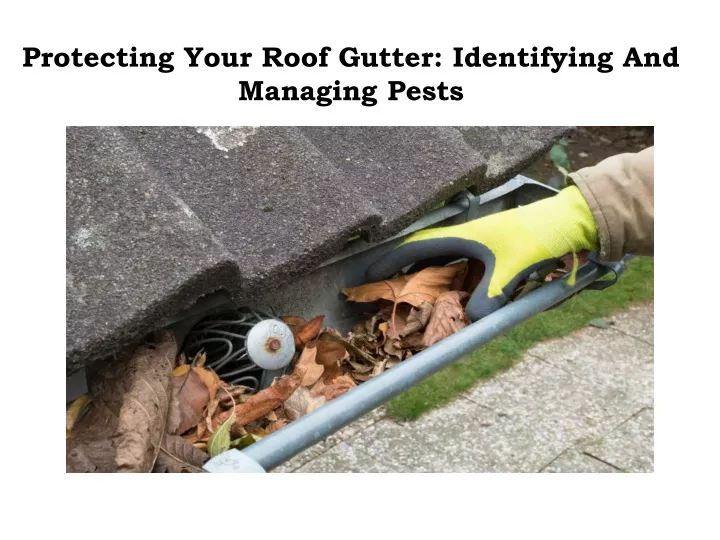 protecting your roof gutter identifying and managing pests