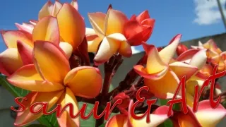 sanur art