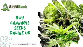 Buy Cannabis Seeds Online UK - Jersey Seed Bank
