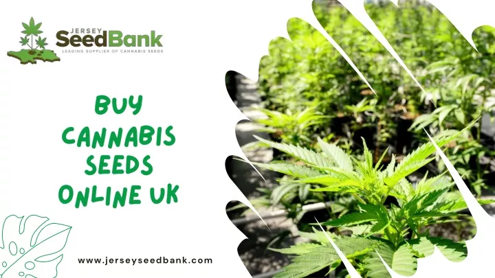 buy cannabis seeds online uk