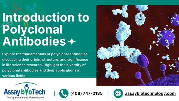 introduction to polyclonal antibodies