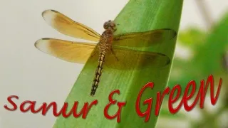 sanur green