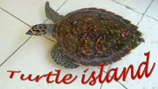 turtle island