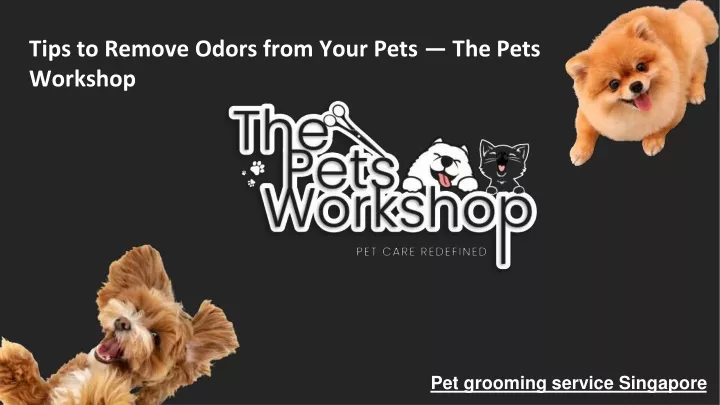 tips to remove odors from your pets the pets