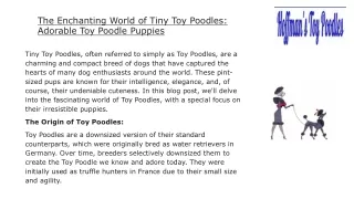 The Enchanting World of Tiny Toy Poodles Adorable Toy Poodle Puppies