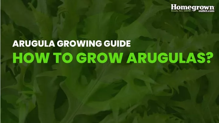 arugula growing guide