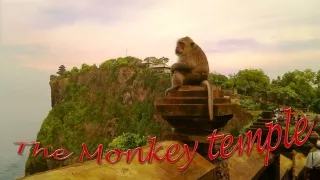 the monkey temple