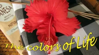 the colors of life