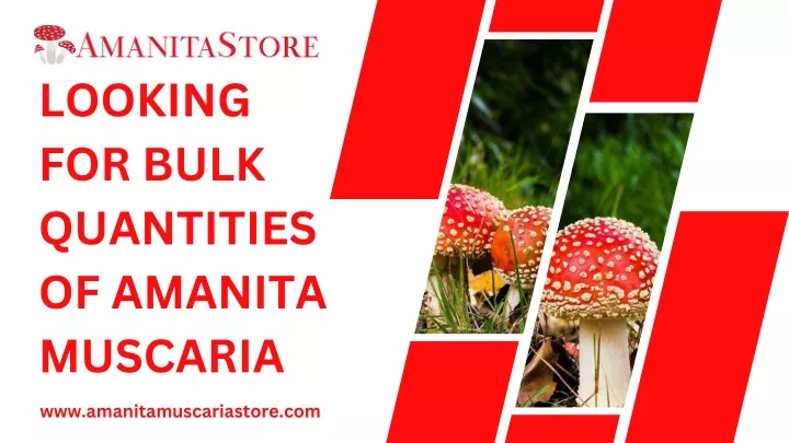 looking for bulk quantities of amanita muscaria
