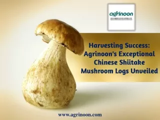 Harvesting Success Agrinoon's Exceptional Chinese Shiitake Mushroom Logs Unveiled