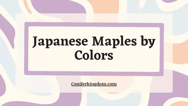 japanese maples by colors