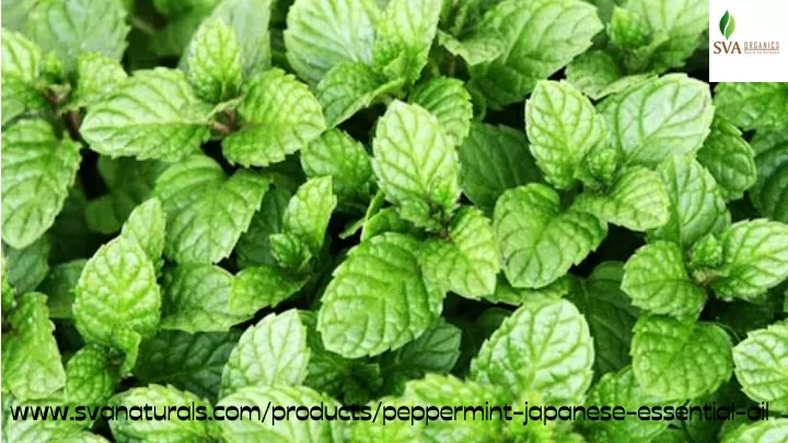 www svanaturals com products peppermint japanese