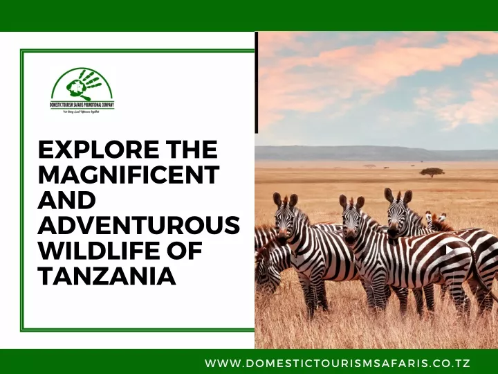 explore the magnificent and adventurous wildlife