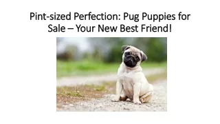 Pint-sized Perfection Pug Puppies for Sale – Your New Best Friend!