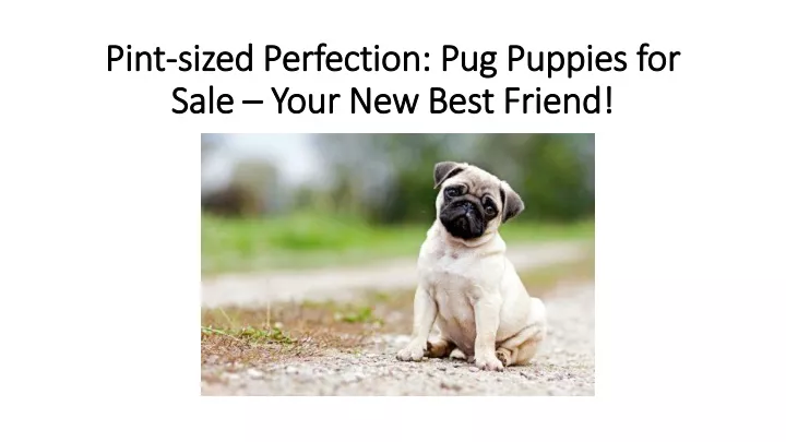 pint sized perfection pug puppies for sale your new best friend