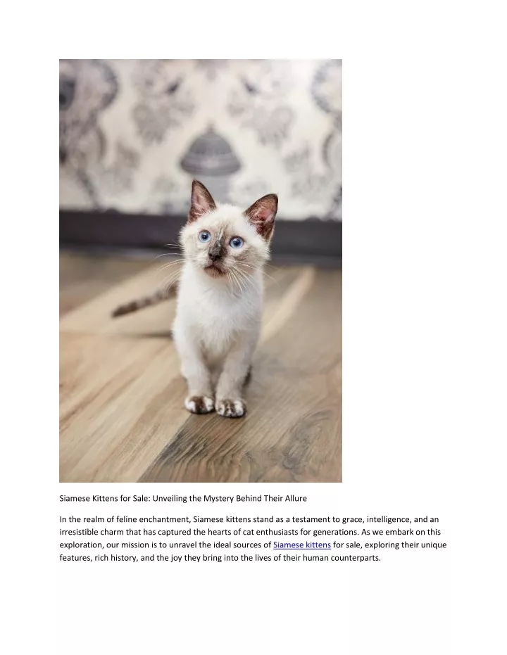 siamese kittens for sale unveiling the mystery