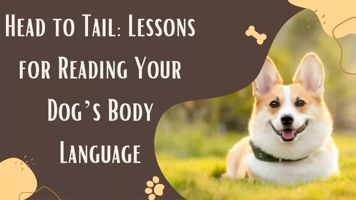 head to tail lessons for reading your dog s body